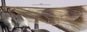 Media type: image;   Entomology 26665 Aspect: Wing hind